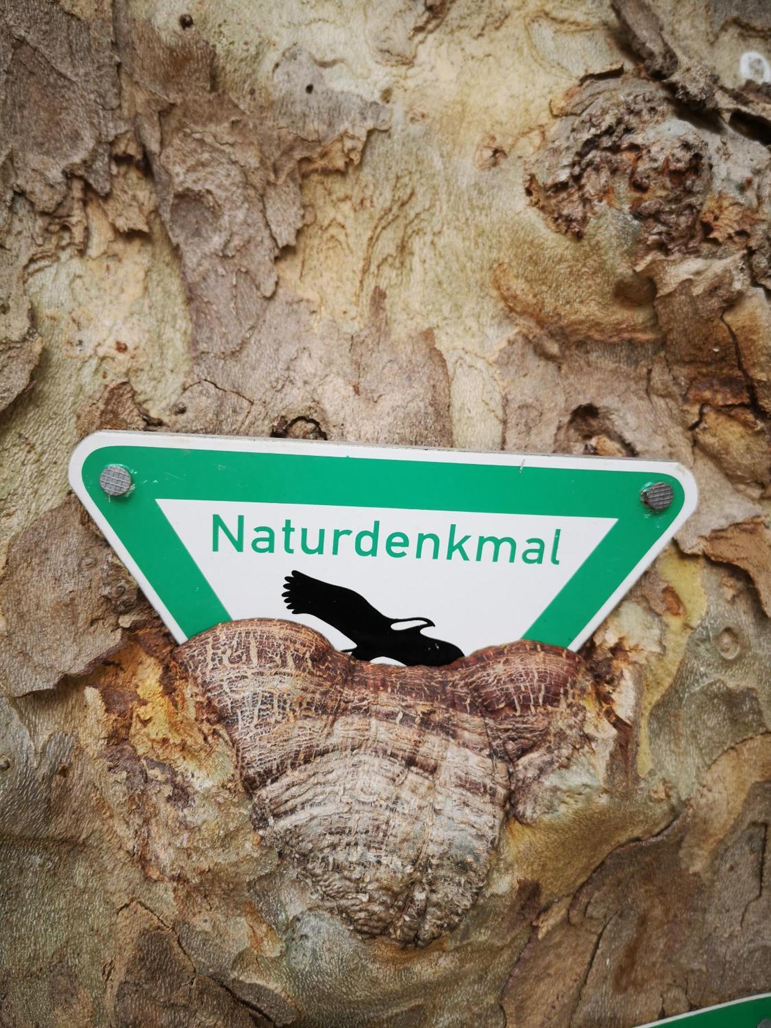 Ferienwohnung In Waldrandlage In Nationalpark Schleiden / Eifel Kültér fotó