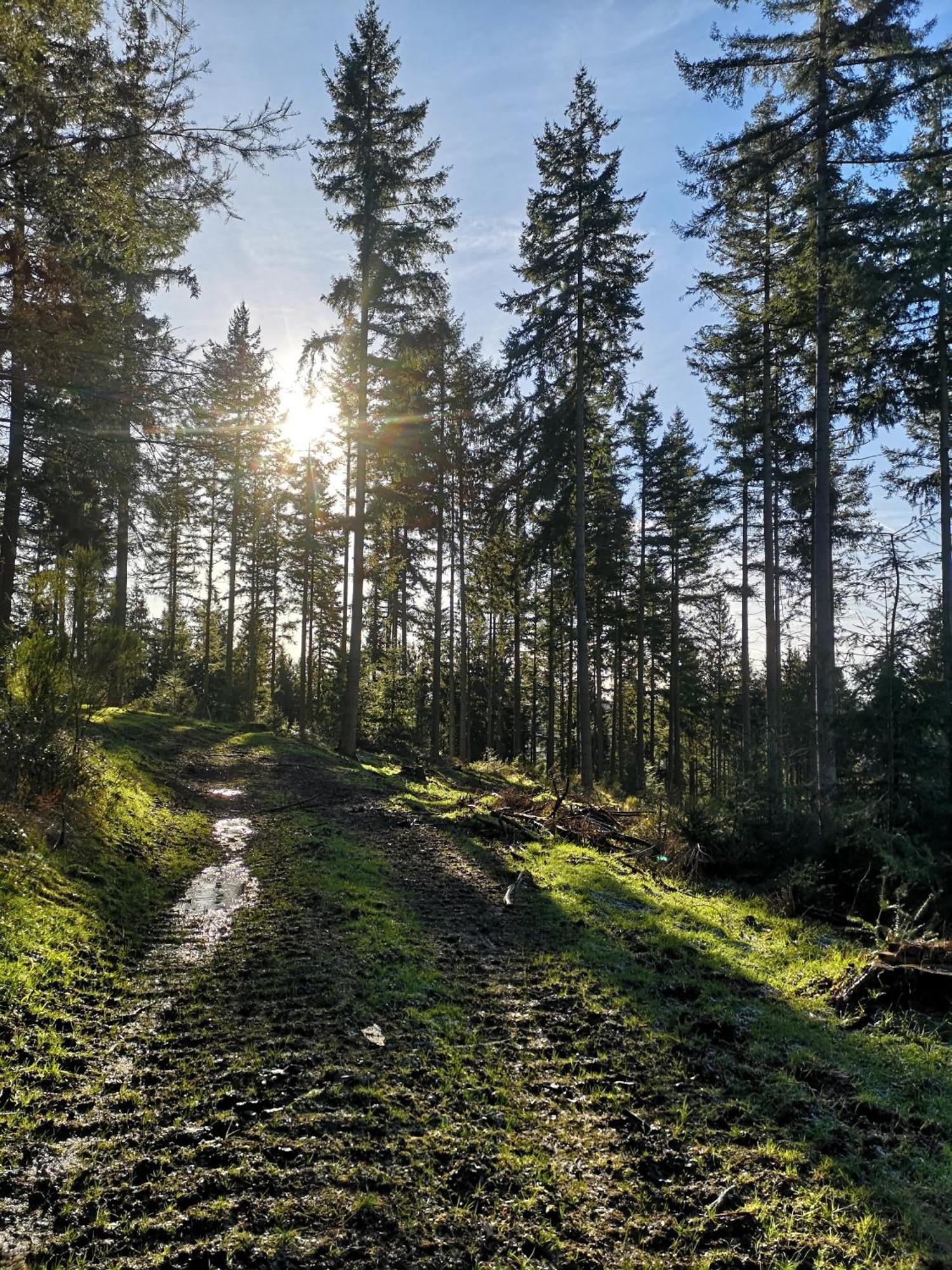 Ferienwohnung In Waldrandlage In Nationalpark Schleiden / Eifel Kültér fotó