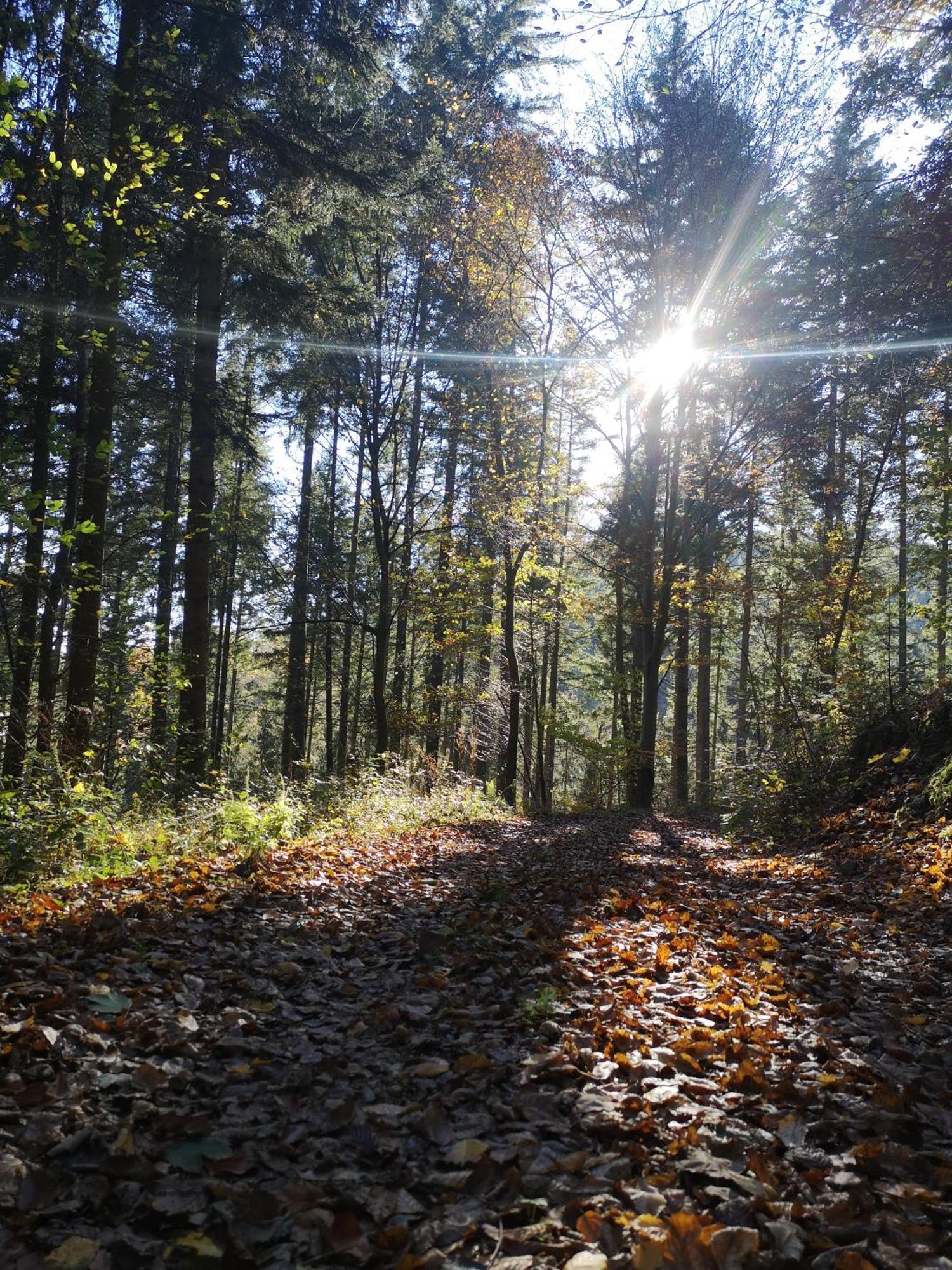 Ferienwohnung In Waldrandlage In Nationalpark Schleiden / Eifel Kültér fotó
